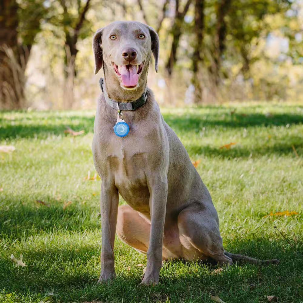 Wearabout Pet Clippable Tracker Holder - Blue